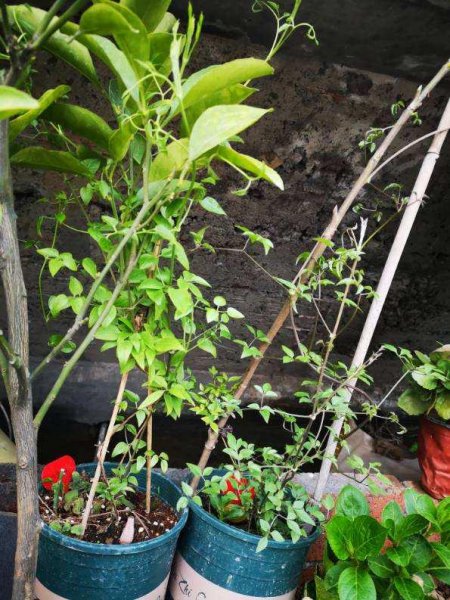 院子永远不长草的方法