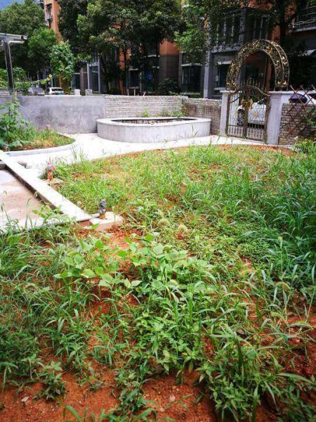 院子永远不长草的方法