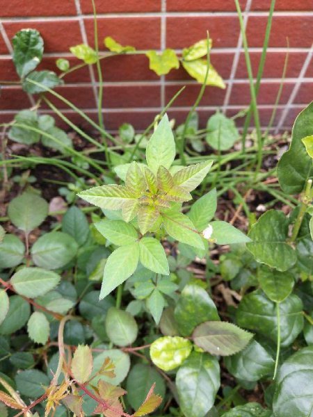 院子永远不长草的方法