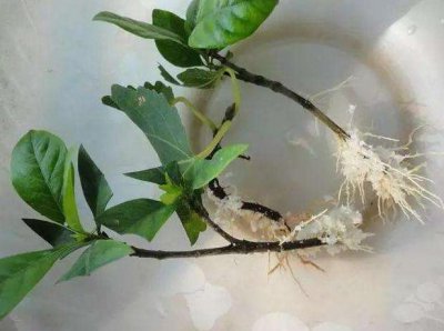 酸奶可以浇花吗 喝不完的酸奶可以用来浇浇花吗