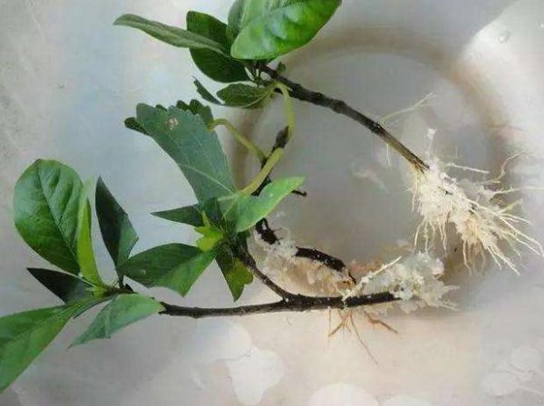 酸奶可以浇花吗