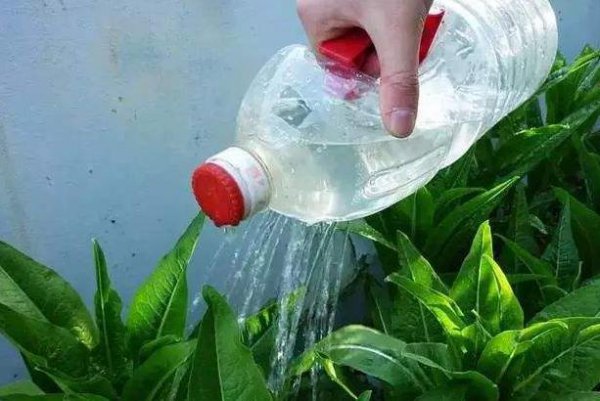 酸奶可以浇花吗