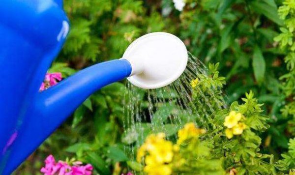 酸奶可以浇花吗