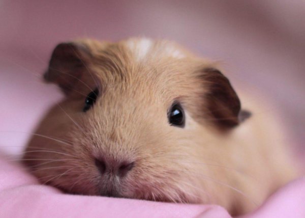 荷兰猪智商相当于几岁