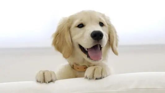 荷兰猪智商相当于几岁