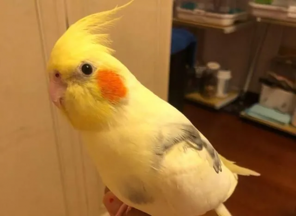 荷兰猪智商相当于几岁