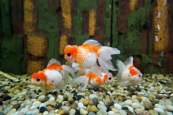 荷兰猪智商相当于几岁