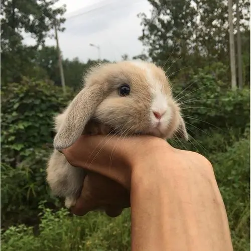 荷兰猪智商相当于几岁