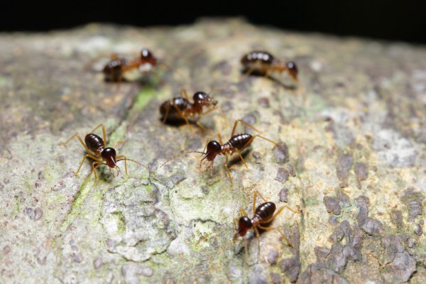 蚂蚁是益虫还是害虫