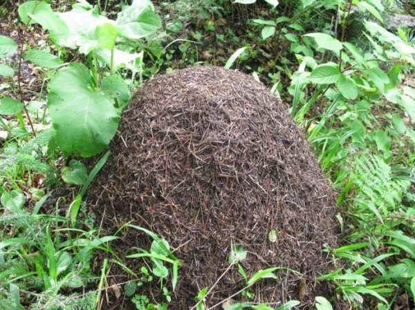 蚂蚁是益虫还是害虫