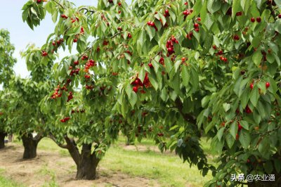 车厘子树苗适合哪里种 车厘子树苗栽培方法和地理位置