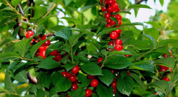 车厘子树苗适合哪里种