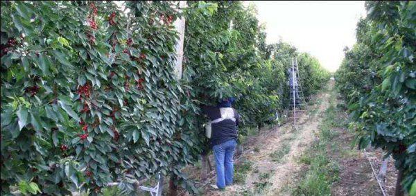 车厘子树苗适合哪里种