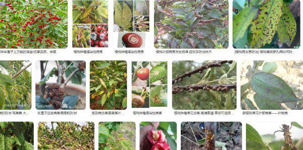 车厘子树苗适合哪里种