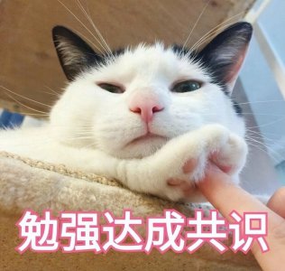 小猫害怕求饶的表现 猫咪感到“害怕”的有这10种表现