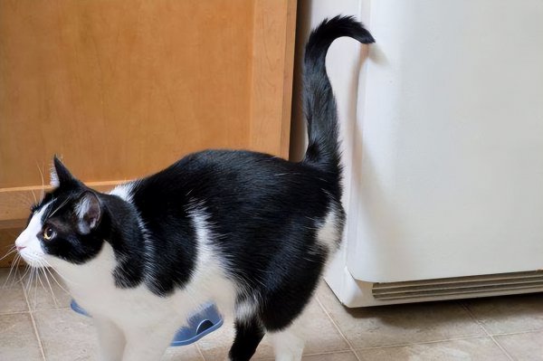 小猫害怕求饶的表现