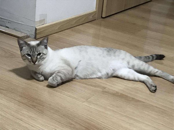 小猫害怕求饶的表现