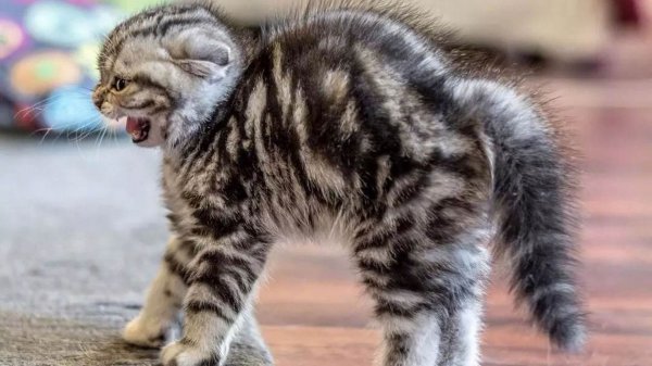 小猫害怕求饶的表现