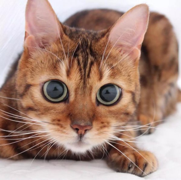 小猫害怕求饶的表现