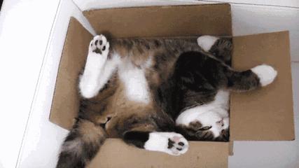 小猫害怕求饶的表现