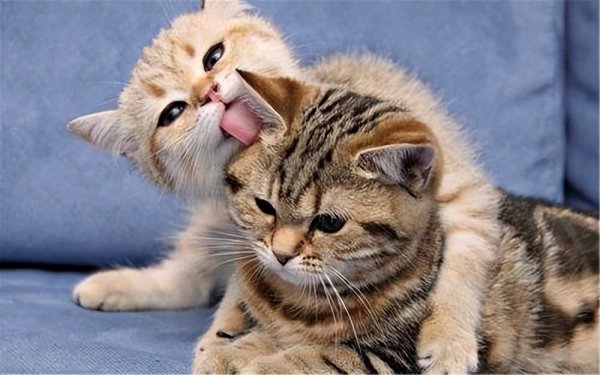 小猫害怕求饶的表现