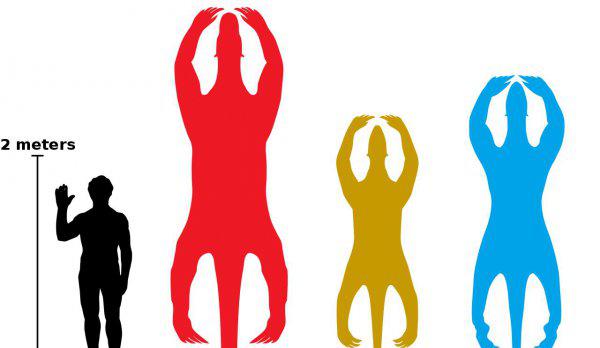 真正水猴子图片长什么样子