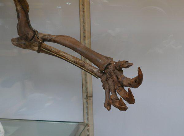 真正水猴子图片长什么样子