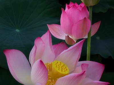 射手男的爱情软肋在哪 射手男对待感情的弱点是什么