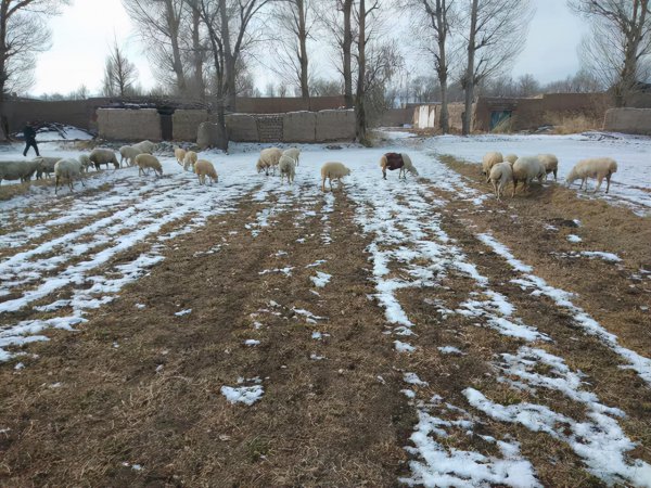 羊一年可以繁殖几次