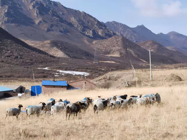 羊一年可以繁殖几次