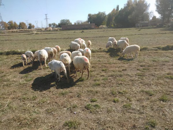 羊一年可以繁殖几次