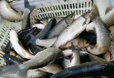 草鱼最爱吃的10种食物 草鱼最喜欢吃的饵料是什么