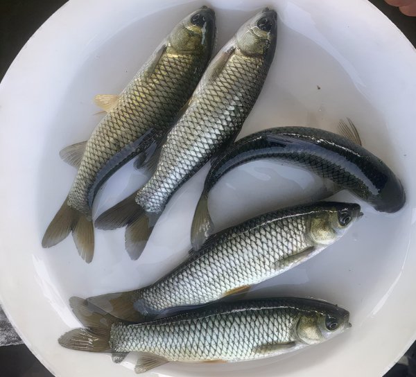 草鱼最爱吃的10种食物