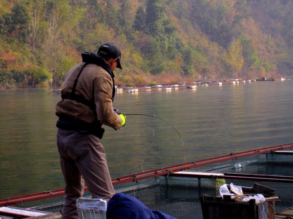 草鱼最爱吃的10种食物