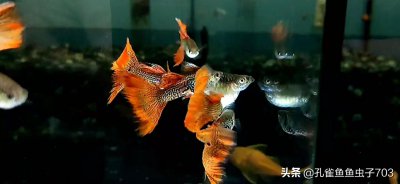 孔雀鱼生小鱼前兆图解 孔雀鱼母鱼繁殖前的四大征兆