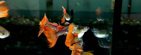 孔雀鱼生小鱼前兆图解