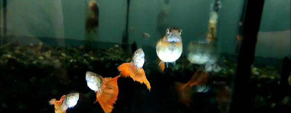 孔雀鱼生小鱼前兆图解