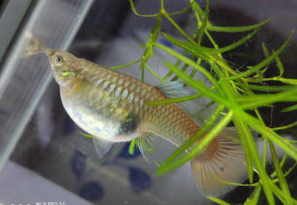 孔雀鱼生小鱼前兆图解