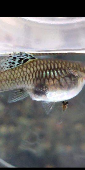 孔雀鱼生小鱼前兆图解