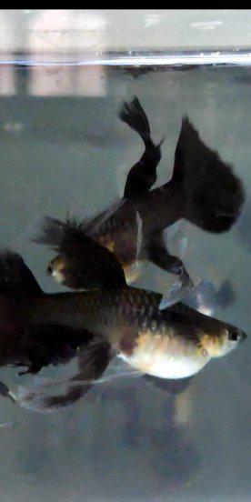 孔雀鱼生小鱼前兆图解