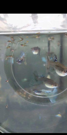 孔雀鱼生小鱼前兆图解