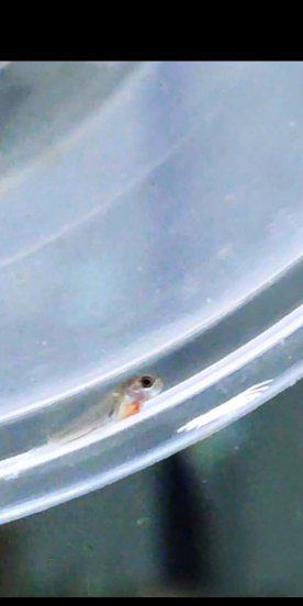 孔雀鱼生小鱼前兆图解