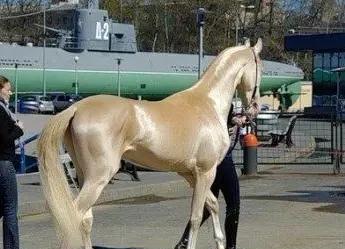 一匹汗血宝马多少钱