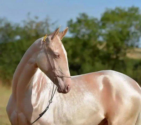 一匹汗血宝马多少钱