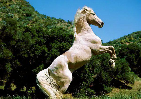 一匹汗血宝马多少钱