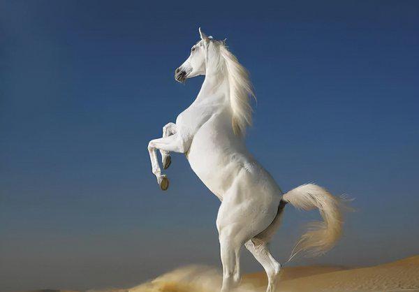 一匹汗血宝马多少钱