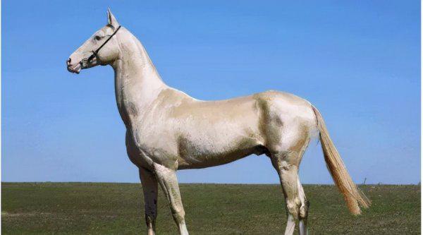 一匹汗血宝马多少钱