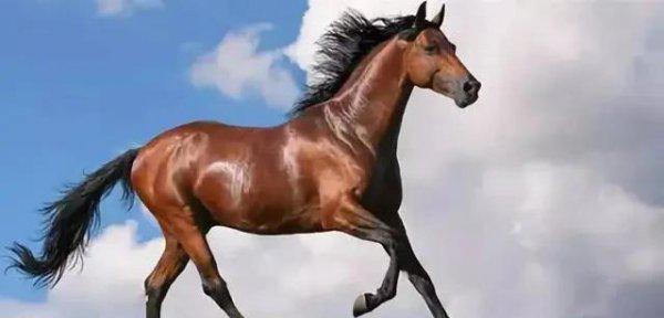 一匹汗血宝马多少钱