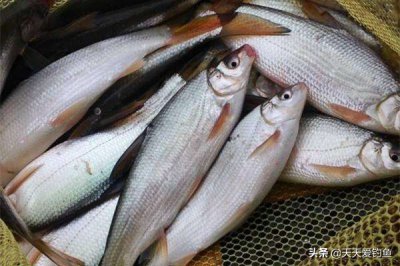 钓黄尾怎么调漂最有效 黄尾的钓组和用饵要如何选择