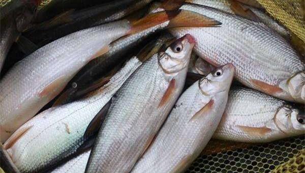 钓黄尾怎么调漂最有效